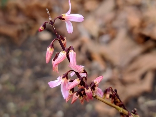 Abeliofylum (Abeliophyllum distichum) 'Roseum'