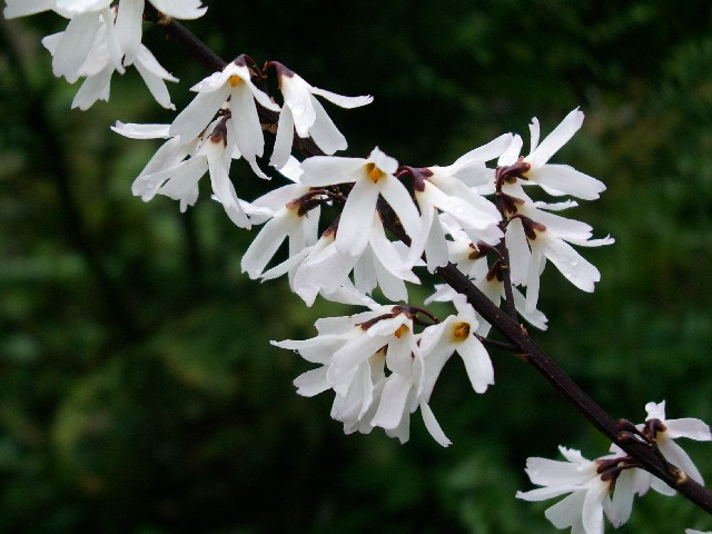 Abeliophyllum (Abeliophyllum distichum)
