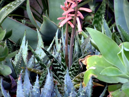 Getigerte Aloe (Aloe variegata)