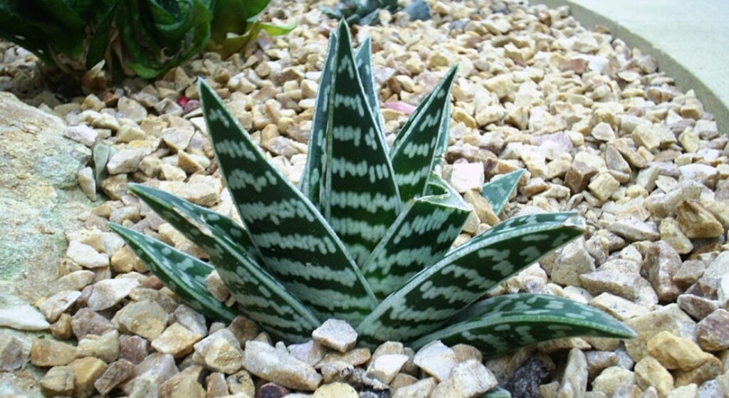 Gefleckte Aloe (Aloe variegata)