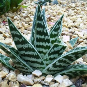 Gefleckte Aloe (Aloe variegata)