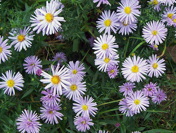 Alpen-Aster (Aster alpinus)