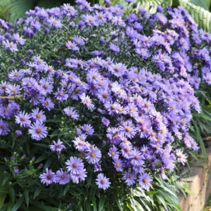 Kissenaster (Aster dumosus)