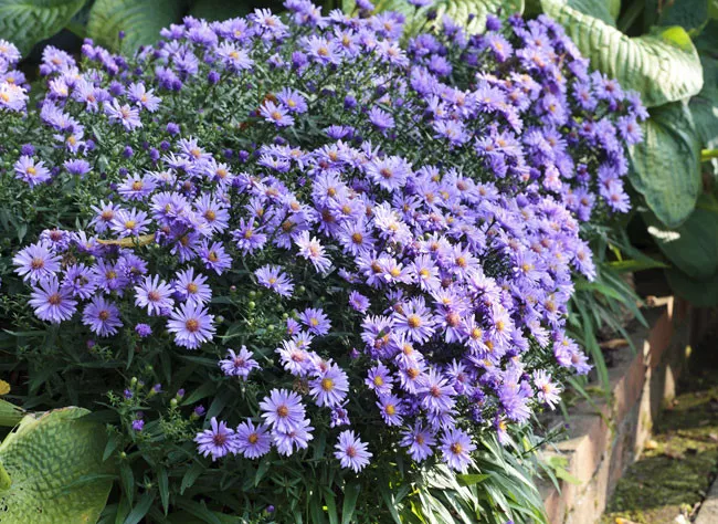 Kissenaster (Aster dumosus)