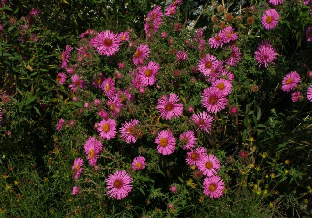Neuengland-Aster (Aster novae-angliae)