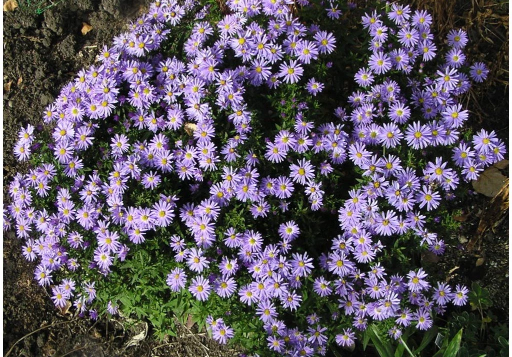 Neubelgische Aster (Aster novi-belgii)