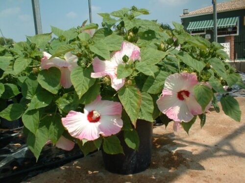 Sumpfeibisch (Hibiscus moscheutos)