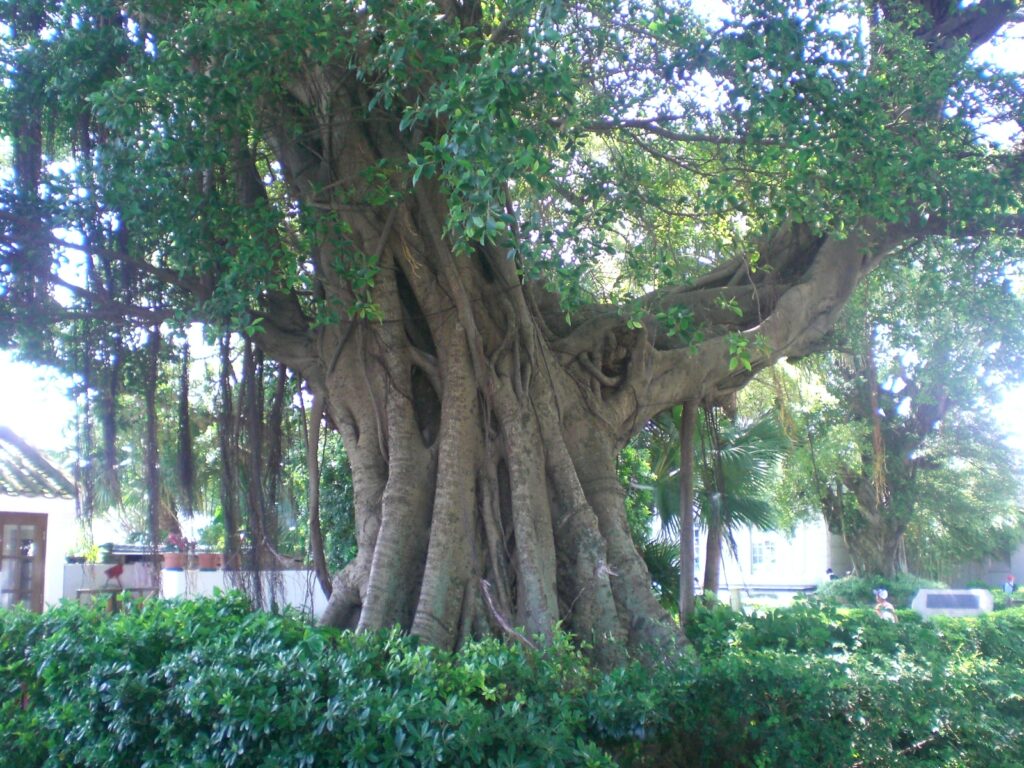 Banyanbaum (Ficus benghalensis)