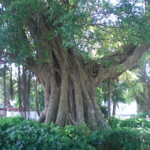 Banyanbaum (Ficus benghalensis)