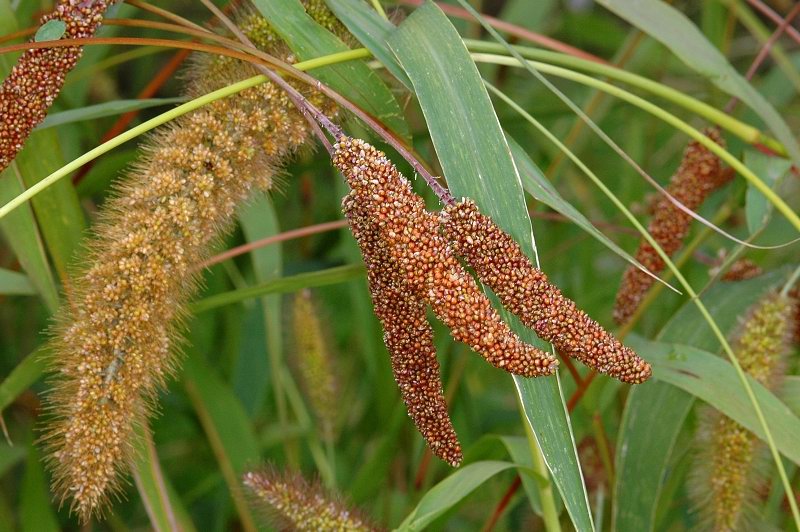 Italienische Kolbenhirse (Setaria italica)