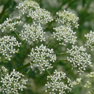 Gefleckter Schierling (Conium maculatum)