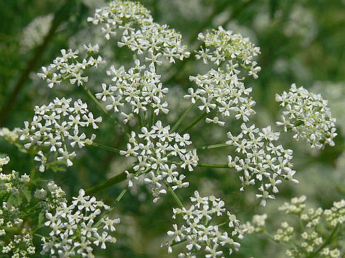 Gefleckter Schierling (Conium maculatum)