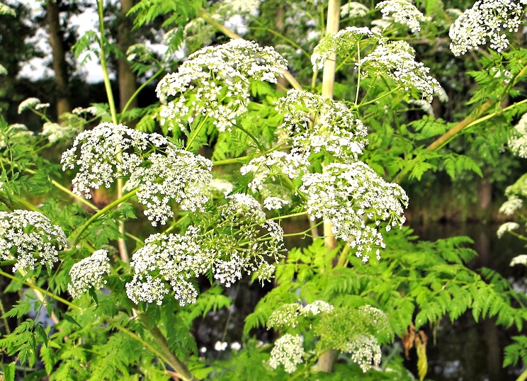 Gefleckter Schierling (Conium maculatum)