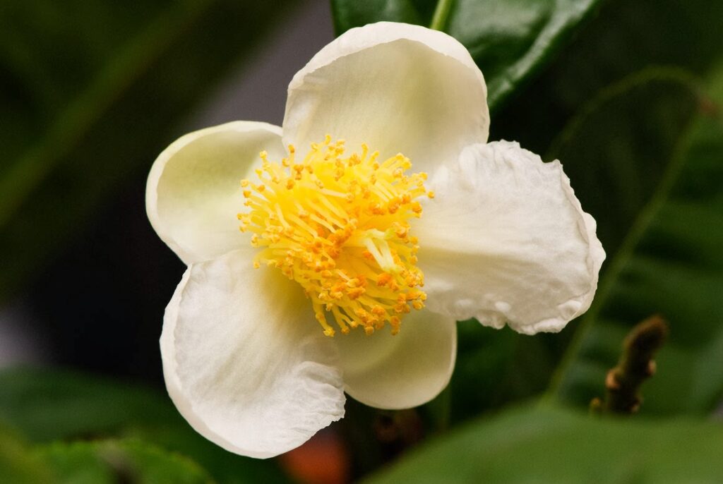 Teestrauch (Camellia sinensis)