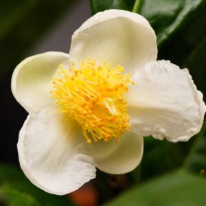 Teestrauch (Camellia sinensis)