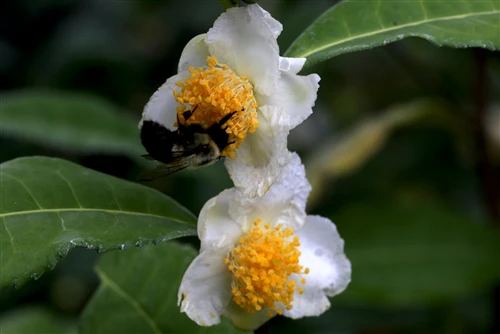 Camellia sinensis var. sinensis