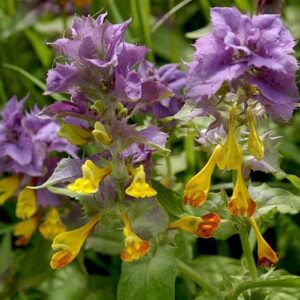Hain-Wachtelweizen (Melampyrum nemorosum)