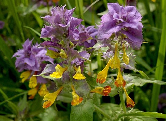 Hain-Wachtelweizen (Melampyrum nemorosum)