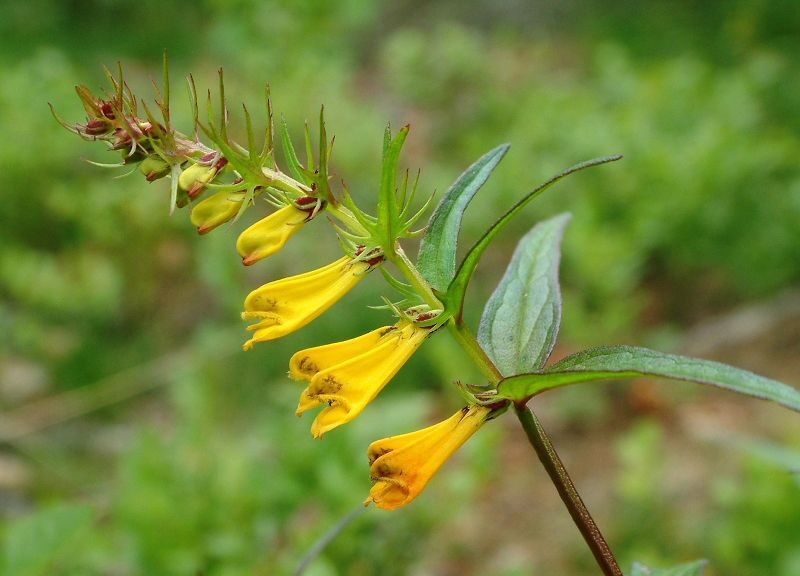 Wiesenwachtelweizen (Melampyrum pratense)