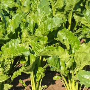 Zuckerrübe (Beta vulgaris ssp. vulgaris var. altissima)