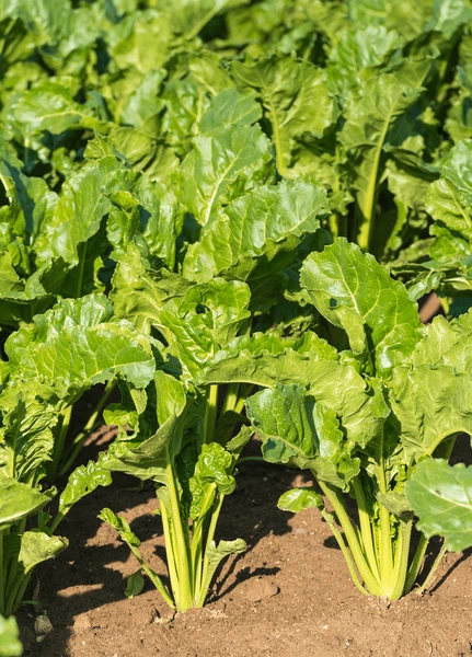Zuckerrübe (Beta vulgaris ssp. vulgaris var. altissima)