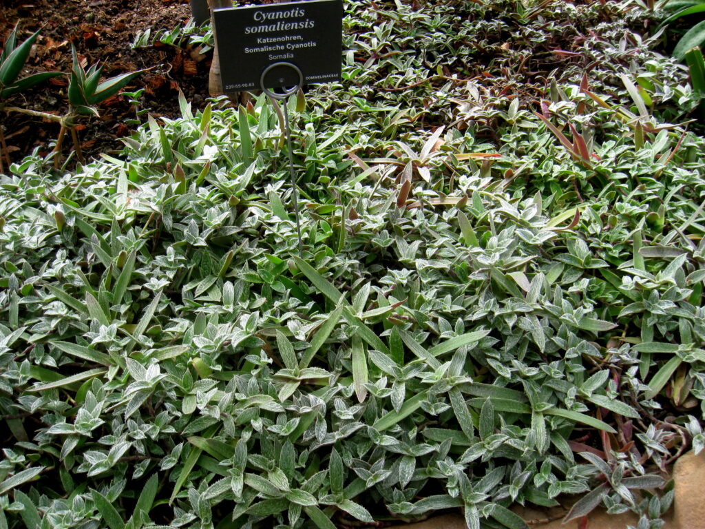 Cyanotis somaliensis