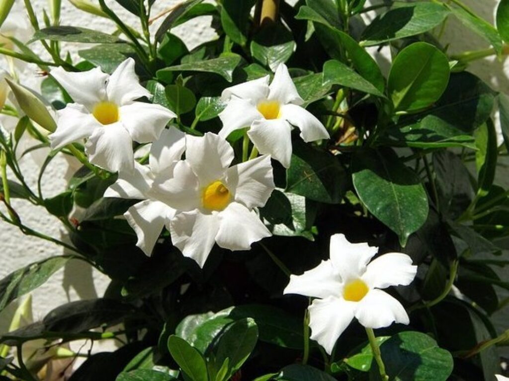 Dipladenie (Dipladenia, syn. Mandevilla)