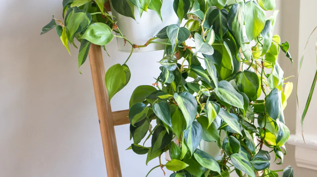 Kletternde Philodendron (Philodendron scandens)
