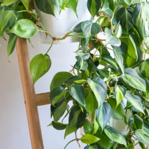 Kletternde Philodendron (Philodendron scandens)