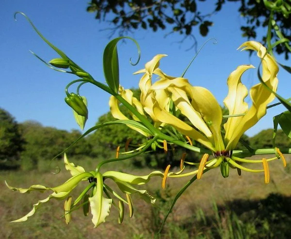 Gloriosa ‚Lutea'