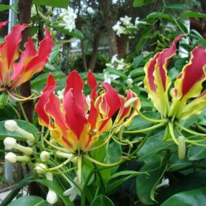 Gloriose (Gloriosa superba)