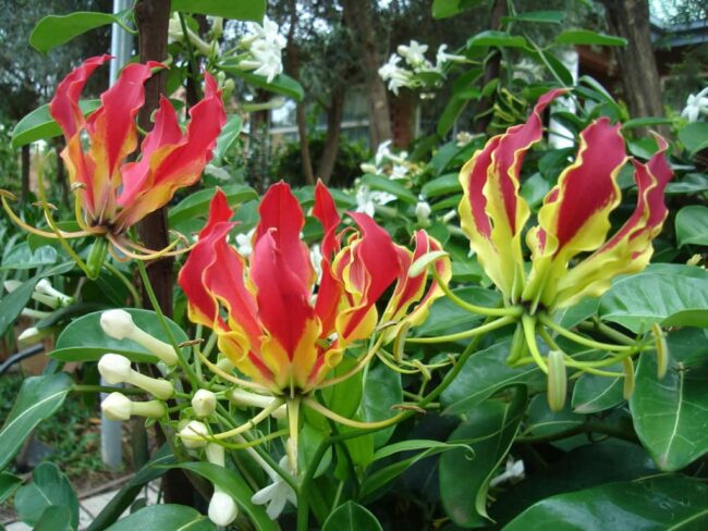 Gloriose (Gloriosa superba)