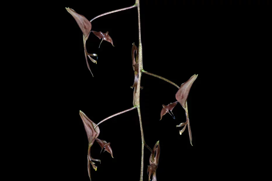 Gongora quinquenervis