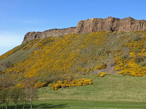 Stechginster (Ulex europaeus)