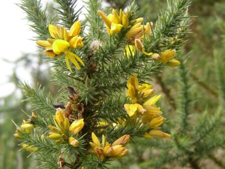 Stechginster (Ulex europaeus)