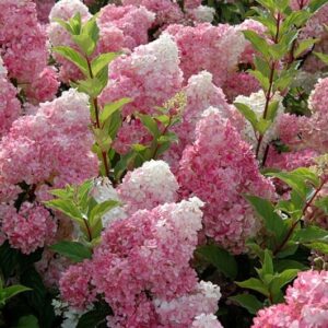 Rispenhortensie (Hydrangea paniculata) mit weißen kegelförmigen Blütenrispen im Garten