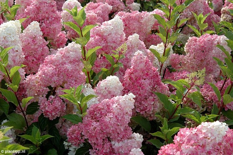 Rispen-Hortensie (Hydrangea paniculata)