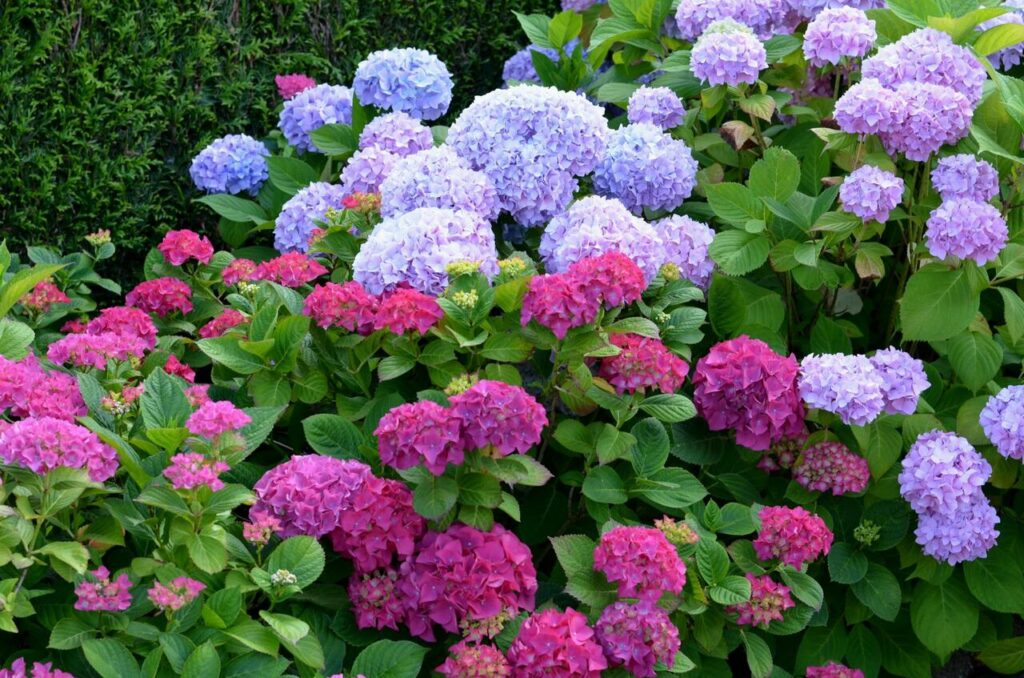 Großblättrige Hortensie (Hydrangea macrophylla)