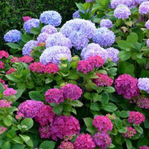Großblättrige Hortensie (Hydrangea macrophylla)