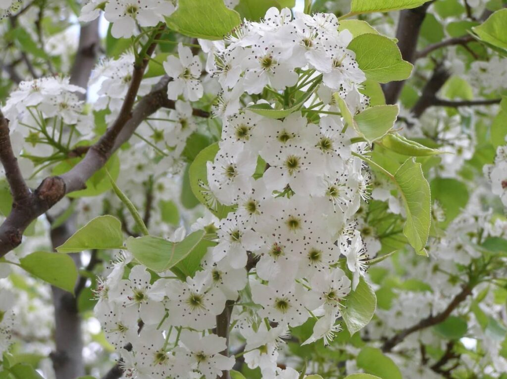 Kallery-Birne (Pyrus calleryana)