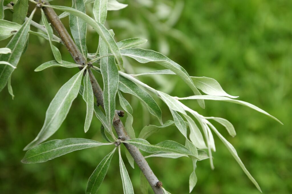 Ölweidenblättrige Birne (Pyrus elaeagrifolia)