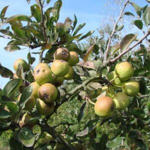 Schneebirne (Pyrus nivalis)