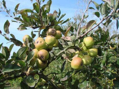 Schneebirne (Pyrus nivalis)