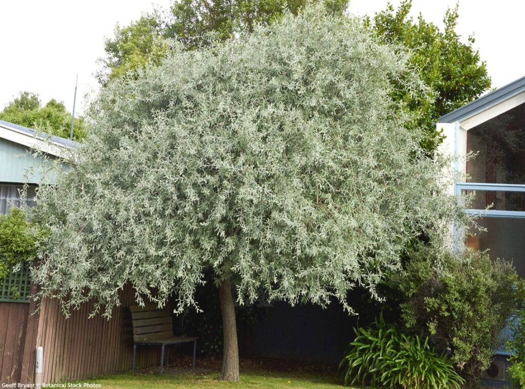 Weidenblättrige Birne (Pyrus salicifolia)