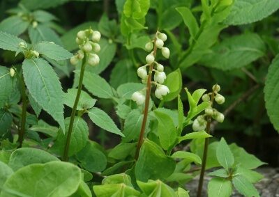 Einseitswendiges Wintergrün (Pyrola secunda)