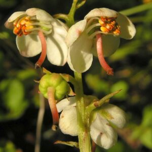 Rundblättriges Wintergrün (Pyrola rotundifolia)
