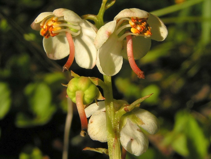 Rundblättriges Wintergrün (Pyrola rotundifolia)