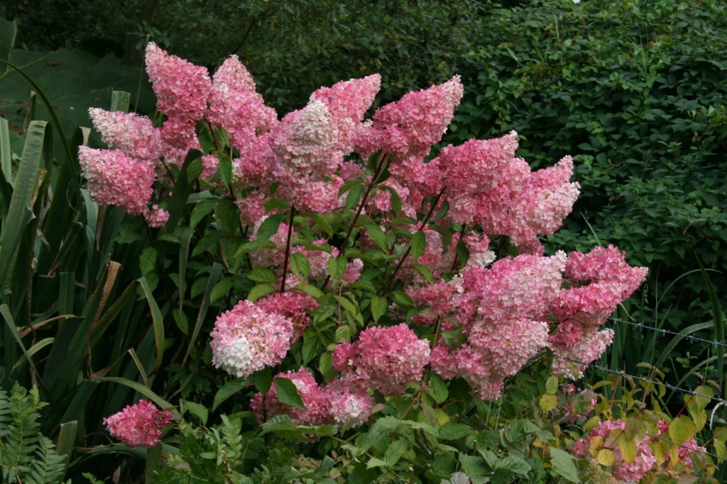 Hydrangea paniculata 'Vanille Fraise'
