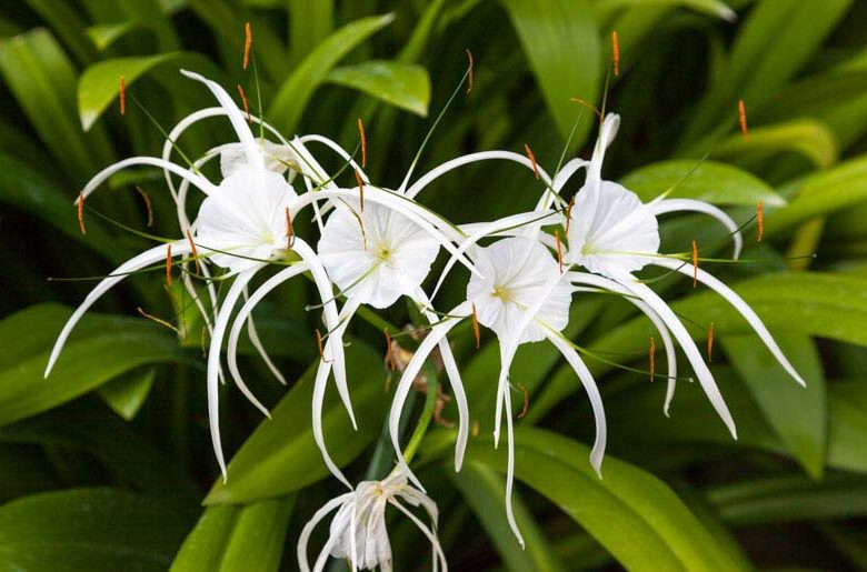 Strandspinnenblume (Hymenocallis littoralis)