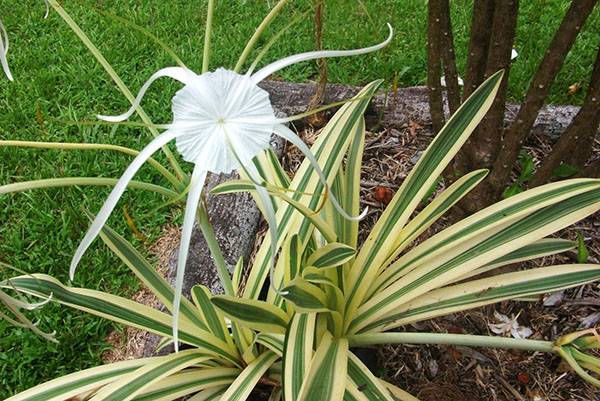 Hymenocallis prachtvoll (Hymenocallis speciosa)